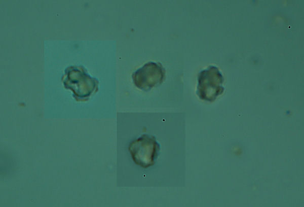 Poliporacea isolata. (Boletopsis leucomelaena)